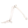 Leg Skeleton, Right E3729