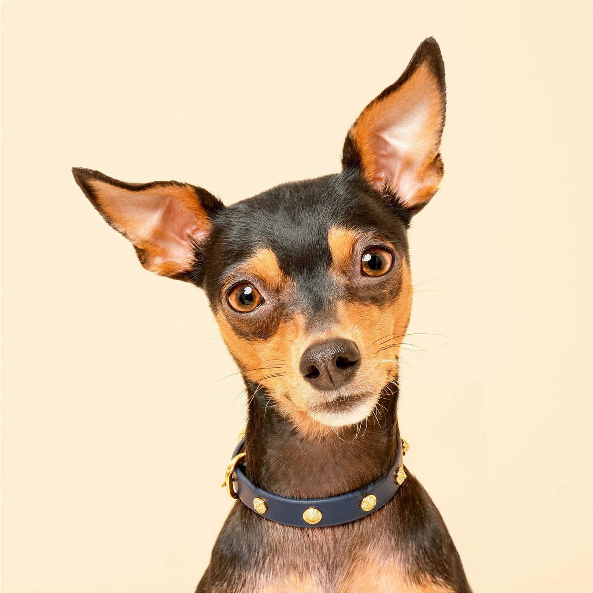 Genuine Leather & Microfiber Dog Collar O511901