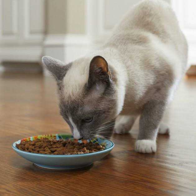 Non-skid Ceramic Cat Dish V6940